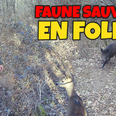 animaux de la faune sauvage