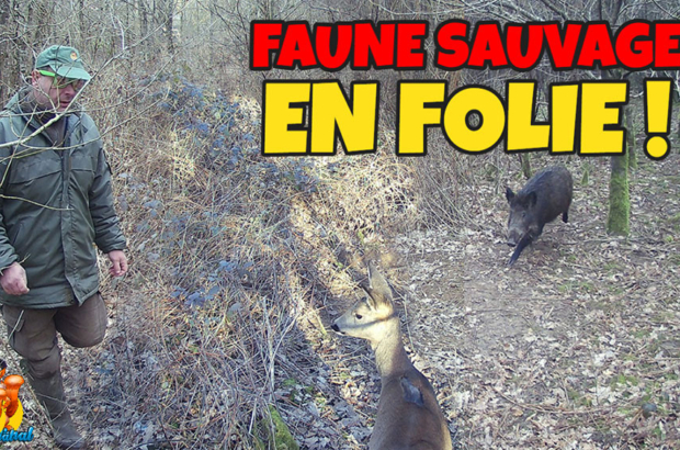 animaux de la faune sauvage