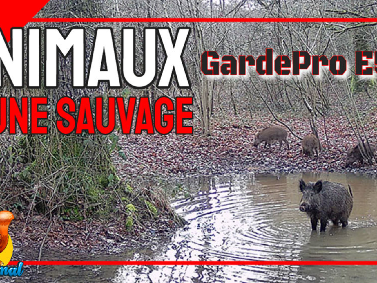 animaux faune sauvage