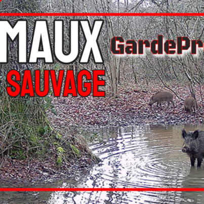 animaux faune sauvage