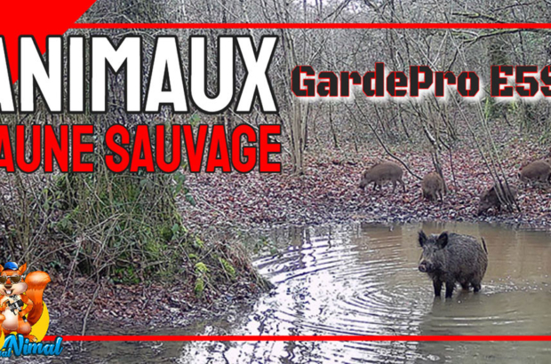 animaux faune sauvage