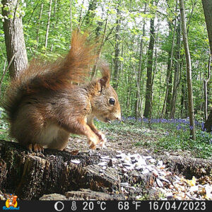 mini caméra chasse