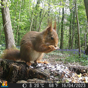 mini caméra chasse