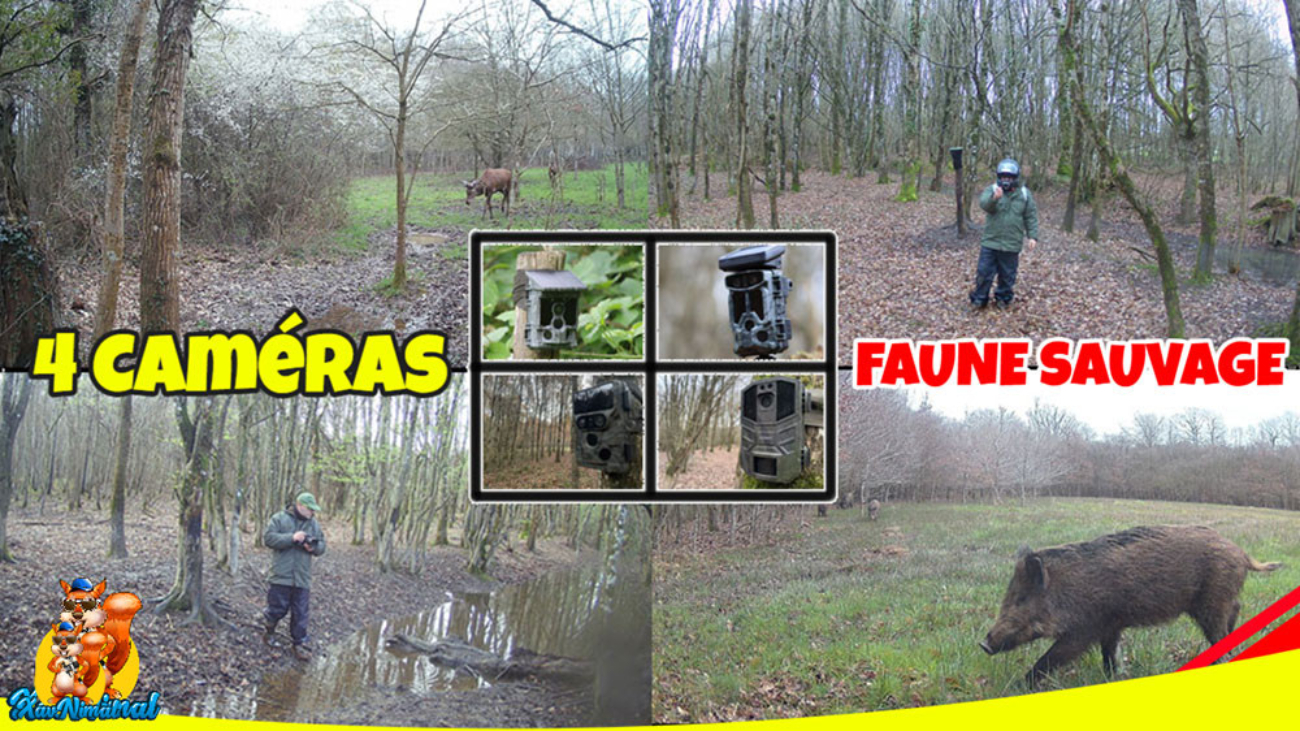 caméra faune sauvage