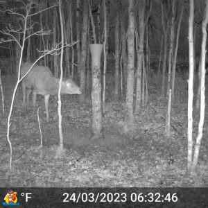 cerf devant saline vitex