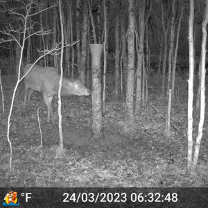 cerf devant saline vitex