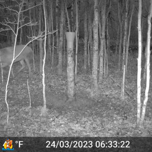 cerf devant saline vitex