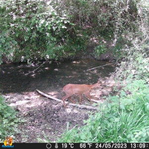 caméra chasse HAPIMP