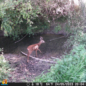 caméra chasse HAPIMP