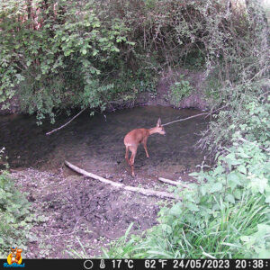 caméra chasse HAPIMP