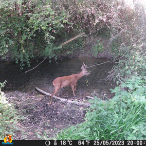 caméra chasse HAPIMP