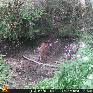 caméra chasse HAPIMP