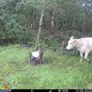 vache