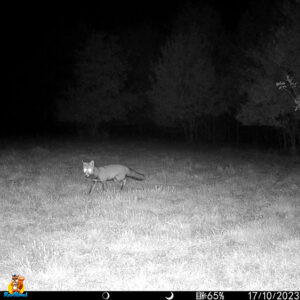 renard