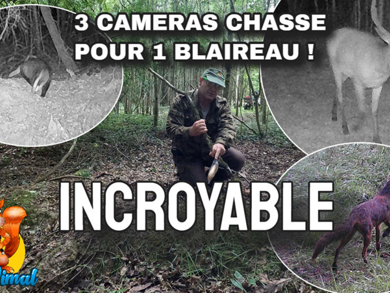 comment filmer des blaireaux