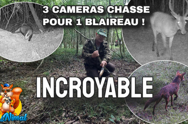 comment filmer des blaireaux