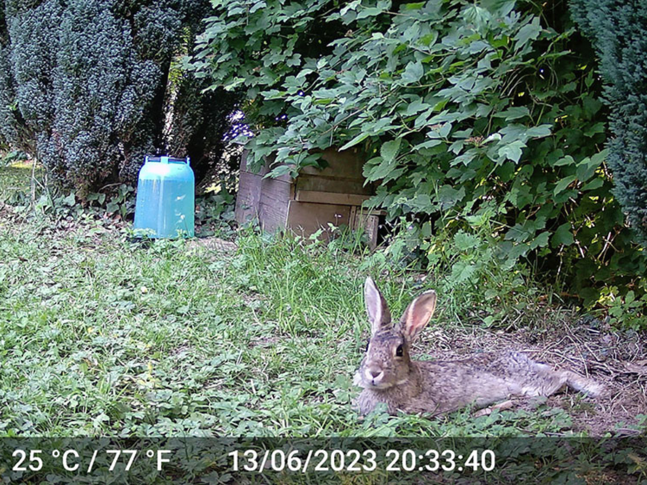 lapin de garenne