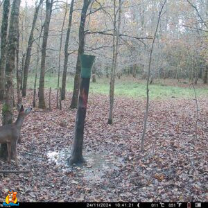 PHOTOS WOLFANG WT02