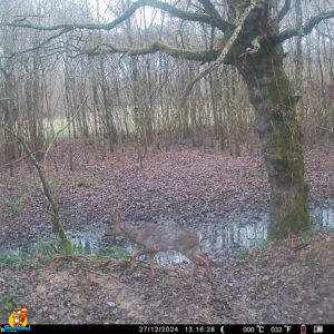 PHOTOS WOLFANG WT02
