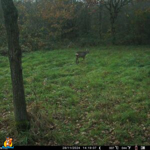 PHOTOS WOLFANG WT02