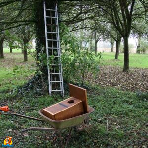 installation nichoir chouette hulotte
