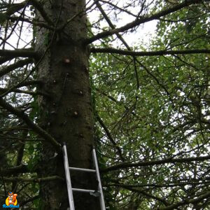 installation nichoir chouette hulotte