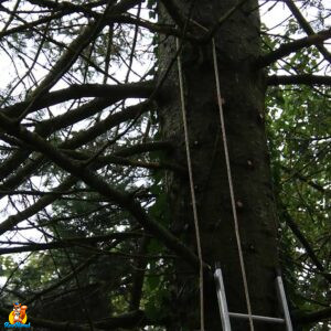 installation nichoir chouette hulotte