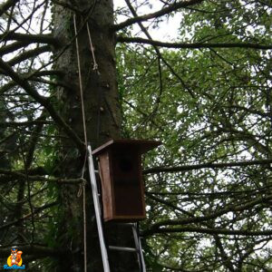 installation nichoir chouette hulotte