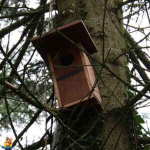 installation nichoir chouette hulotte