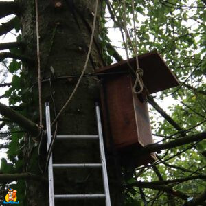 installation nichoir chouette hulotte