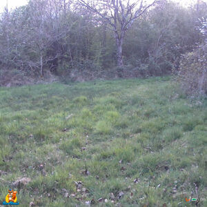 CAMPARK TC29