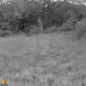 CAMPARK TC29